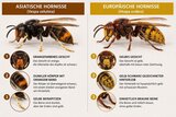 Erst bestimmen, dann handeln: Einheimische Hornisse steht unter Schutz