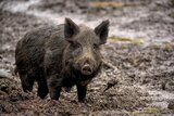 Afrikanische Schweinepest: Kreis richtet Sperrzone ein
